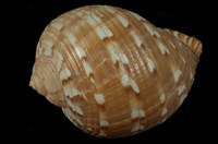 藏品(中華鶉螺)的圖片